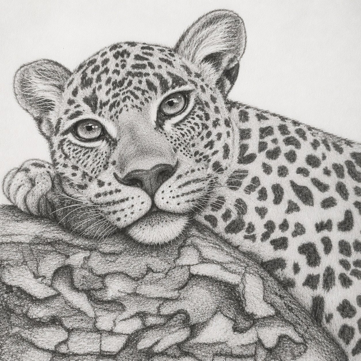 The Leopard
